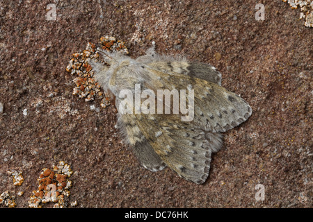Hummer-Moth, Stauropus fagi Stockfoto