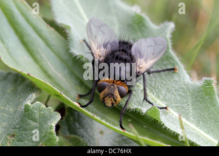 Riesige Tachinid Fly, Tachina grossa Stockfoto