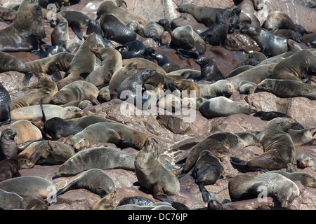 Südafrika (Kap) Seebären (Arctocephalus percivali percivali), Cape Cross Brutkolonie, Namibia, Mai 2013 Stockfoto