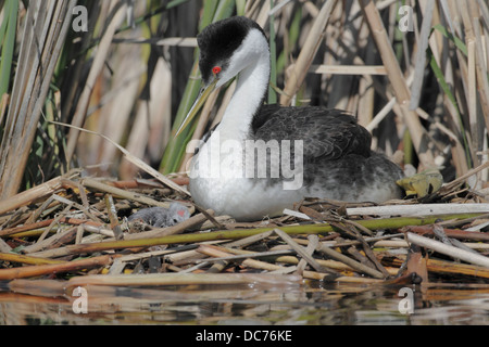 Western Grebe (Aechmophorus Occidentalis, Erwachsene mit frisch geschlüpften Küken Stockfoto