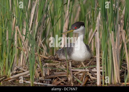 Western Grebe (Aechmophorus Occidentalis) Stockfoto