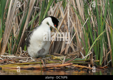 Western Grebe (Aechmophorus Occidentalis) Stockfoto