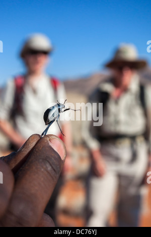 Wachsartige Hologramm Käfer (Tok Tokkie Käfer) (Tenebrionidae) wird gezeigt, um Trailists auf TokTokkie Trail, NamibRand, Namibia, Afrika Stockfoto