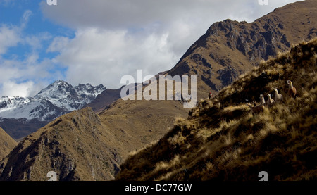 Lamas im Heiligen Tal, Anden, Peru Stockfoto