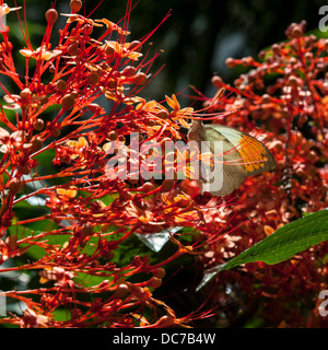 Große Orange Tipp Schmetterling (Hebomoia Glaucippe) auf die Blüte einer chinesischen Pagode (Clerodendrum Paniculatum). Stockfoto