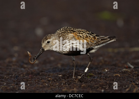 Alpenstrandläufer (Calidris Alpina) isst Sandwurm Stockfoto