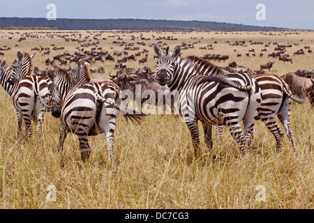 Zebras und Gnus während der Migration. Stockfoto
