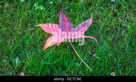 Ahornblatt auf dem grünen Rasen Stockfoto