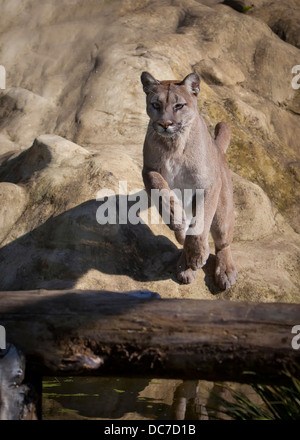 PUMA Stockfoto