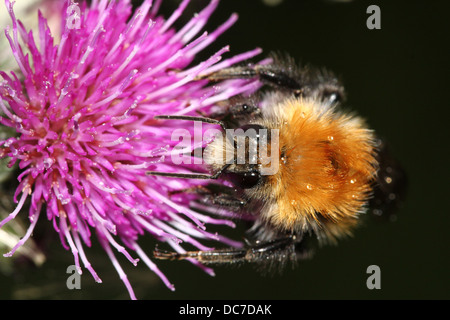 Europäischen gemeinsamen Carder Bee (Bombus Pascuorum), Fütterung auf eine Blume. Stockfoto