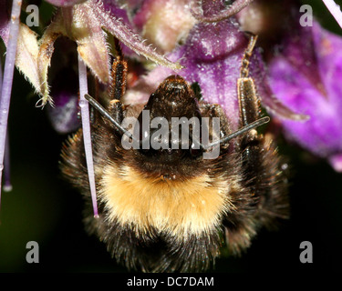 Detaillierte Makro einer gemeinsamen Carder-Biene (Bombus Pascuorum), gesehen auf einer Vielzahl von Wildblumen (über 40 Bilder in Serie) Fütterung Stockfoto