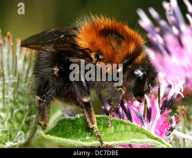 Detaillierte Makro einer gemeinsamen Carder-Biene (Bombus Pascuorum), gesehen auf einer Vielzahl von Wildblumen (über 40 Bilder in Serie) Fütterung Stockfoto