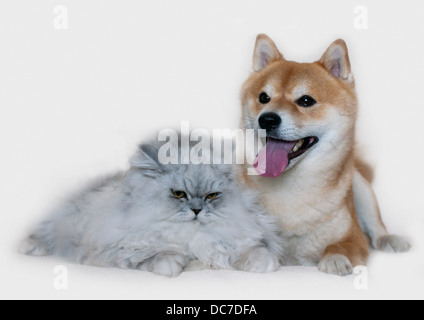 Hund und Katze isoliert auf weiss Stockfoto