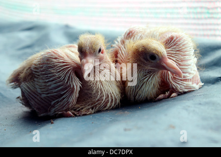 Jungtauben von einer weißen Taube Stockfoto