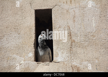 Taube in seinem Versteck in der Wand, ruhig zusehen, die Straße Stockfoto