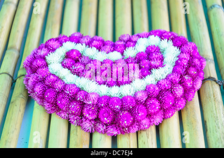 Globe Amaranth lila und weiß für dekoriert in eine kritische Aufgabe Stockfoto
