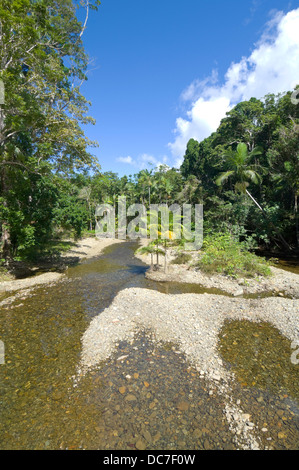 Creek - Daintree Nationalpark - Nord-Queensland - Australien Stockfoto