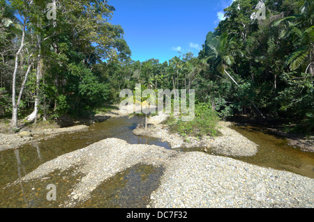 Creek - Daintree Nationalpark - Nord-Queensland - Australien Stockfoto