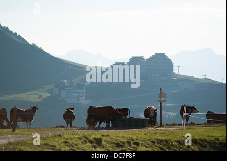Tarentaise und Abondance Rinder im Sommer Weide oben Aime 2000 Skigebiet in Frankreich Stockfoto