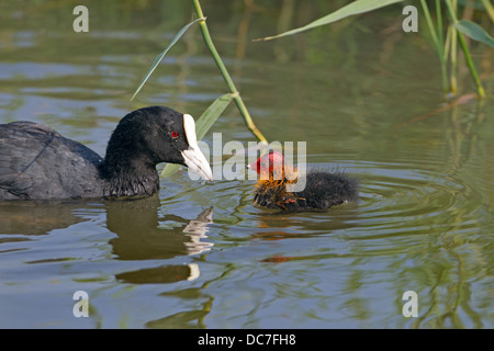 Blässhuhn Fulica Atra Feeding Young Stockfoto