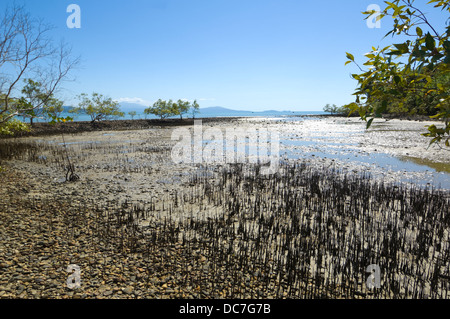 Nördlichen Küsten Mangroven - Port Douglas - Queensland - Australien Stockfoto