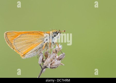 Nahaufnahme von einem kleinen Skipper Stockfoto