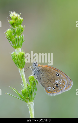 Pearly Hitze Schmetterling, Nahaufnahme Stockfoto