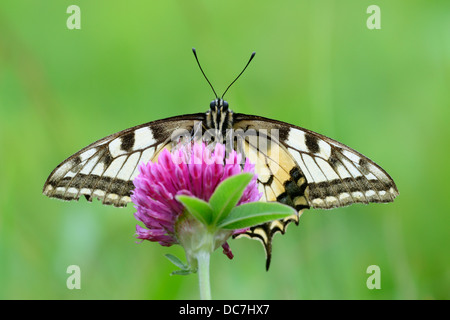 Schwalbenschwanz (Papilio machaon) auf Blüte. Stockfoto