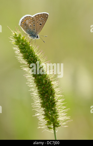 Gewöhnlicher blauer Schmetterling, Nahaufnahme. Stockfoto