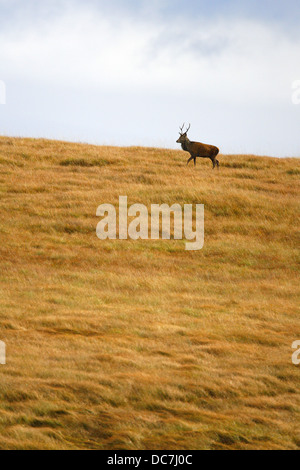 Rothirsch, Cervus Elaphus, einzelne Erwachsene männliche Wandern auf grasbewachsenen Hügel. Oktober getroffen. Isle of Jura, Argyll, Schottland, Großbritannien. Stockfoto
