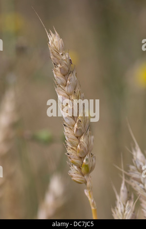 Gemeinsamen Weizen Triticum Aestivum Growing Stockfoto