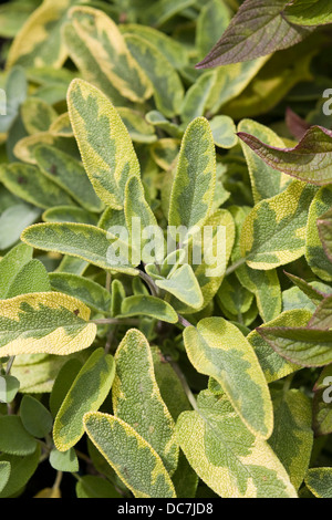 Salvia Officinalis breites Blatt Salbei wächst in A Gemüsegarten Stockfoto