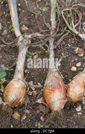 Schalotten in Boden Allium Cepa Var Aggregatum Trocknung Stockfoto