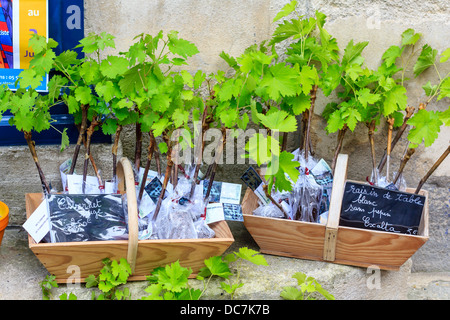 Junge Traube schießt verkäufliche in St-Emilion, Frankreich Stockfoto