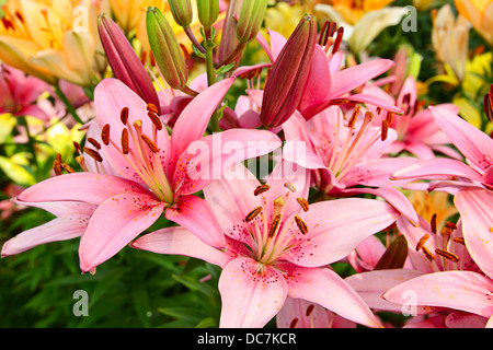 Luxus Blumen Lilien auf einem Blumenbeet Stockfoto