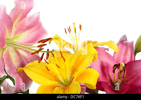 Nahaufnahme des rosa und gelben Lilien isoliert auf weißem Hintergrund Stockfoto