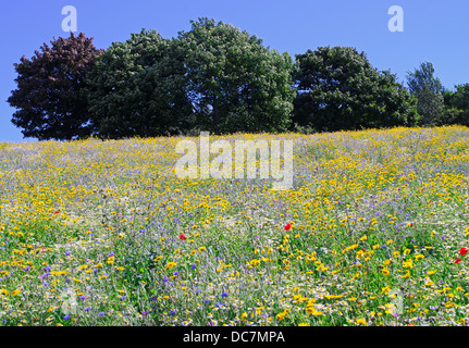 Wilde Blumen wachsen an den Ufern des Flusses Tyne in Hebburn, Nord-Ost-England, UK Stockfoto