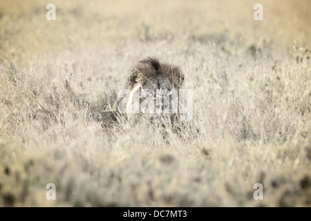 Männlicher Löwe. Serengeti. Tansania Afrika. Stockfoto