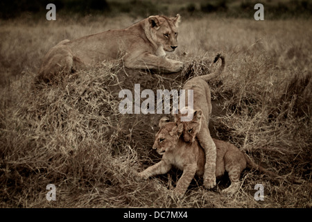Weibliche Löwen Mutter Uhren ihre Jungen zu kämpfen. Serengeti. Tansania Afrika. Stockfoto