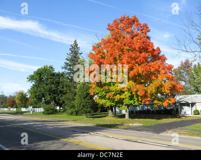 Schöner Herbst Herbstfarben auf einem Baum in New Albany Ohio Stockfoto