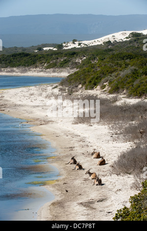 Gemeinsame Eland (Tauro Oryx) an De Hoop Vlei, De Hoop Nature Reserve, Western Cape, South Africa Stockfoto