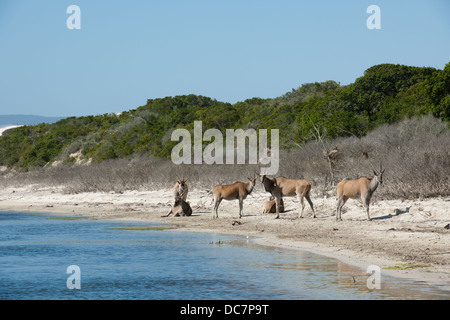 Gemeinsame Eland (Tauro Oryx) an De Hoop Vlei, De Hoop Nature Reserve, Western Cape, South Africa Stockfoto
