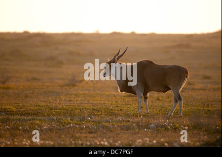 Gemeinsame Eland (Tauro Oryx), De Hoop Nature Reserve, Western Cape, Südafrika Stockfoto