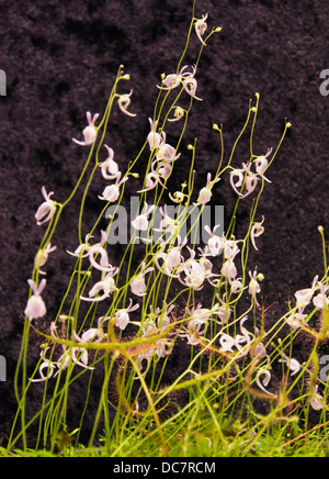 Gemischte Pflanzung von Utricularia Sandersonii und Drosera binata Stockfoto