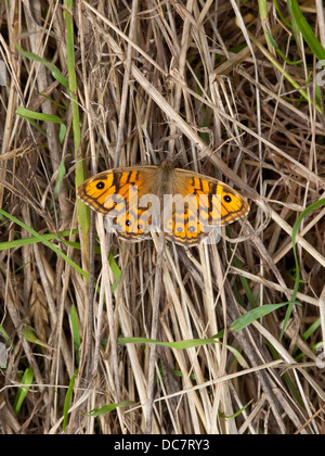 Ein Schmetterling Wand Braun "lateinische Name Lasiommata Megera ruht auf getrocknete Gräser Stockfoto