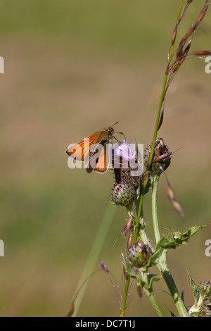 Eine weibliche große Skipper Butterfly, Pflanzen lateinischer Name Ochlodes Venatus Fütterung auf die lila Blume von einer schleichenden Distel im Sommer Stockfoto