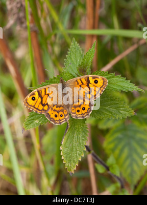 Ein weiblicher Wand braun Schmetterling, lateinischer Name Lasiommata Megera ruht auf einem Nesselblatt Stockfoto