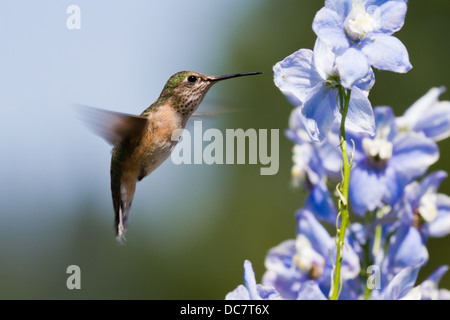 schöne Kolibri Fütterung auf Blauer Rittersporn Blumen Stockfoto