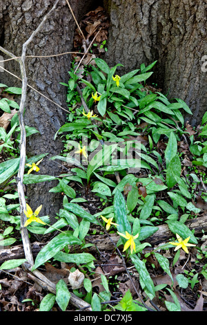 Forellen-Lilie, Erythronium Americanum, Niagara Escarpment, Hamilton, ON, Canada Stockfoto