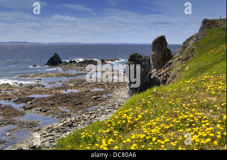 Felsnadeln, Twillingate, Neufundland Stockfoto